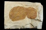 Two Fossil Leaves (Zizyphoides & Ficus) - Montana #165040-2